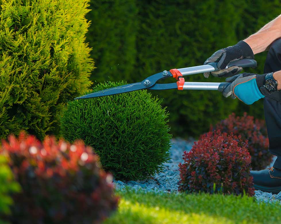 Proiectare și asistență Peisagistică, Amenajare grădină, Amenajare spatii verzi industriale, Rulouri de gazon, Sisteme de irigații profesionale, Iluminat arhitectural pentru grădină, Întreținere spații verzi, Defrisare terenuri, Acoperisuri verzi