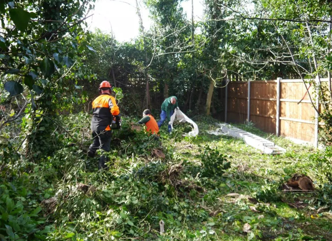 Curatare terenuri, defrisări terenuri, defrișări gradini, defrișare grădină